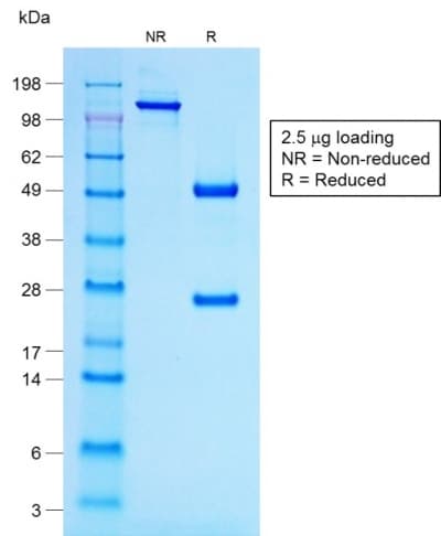 POMC / Proopiomelanocortin Antibody (N-Terminus, clone r57, Azide-free, Carrier-free)