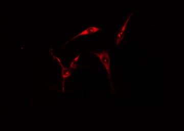 CIDEB Antibody