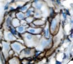 Monoclonal Mouse anti-Human GPC3 / Glypican 3 Antibody (clone 1G12, IHC)