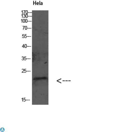 GABARAP Antibody
