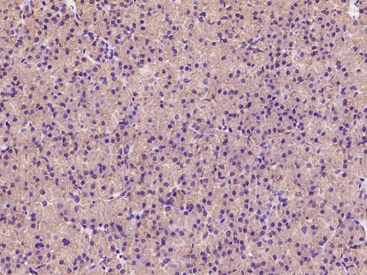 FAM136A Antibody