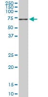 NEDD1 Antibody (clone 7D10)