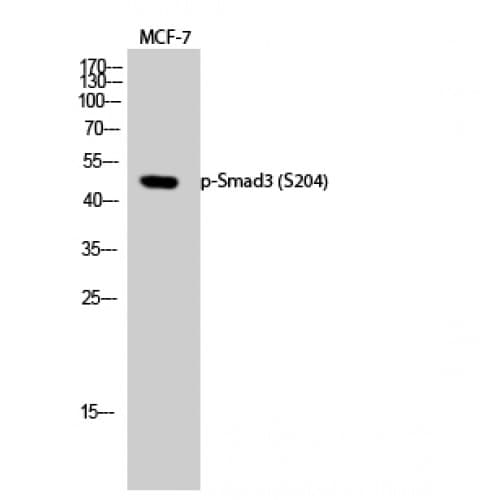 SMAD3 Antibody (140-220 aa)