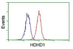 HDHD1 Antibody (clone OTI7A2)