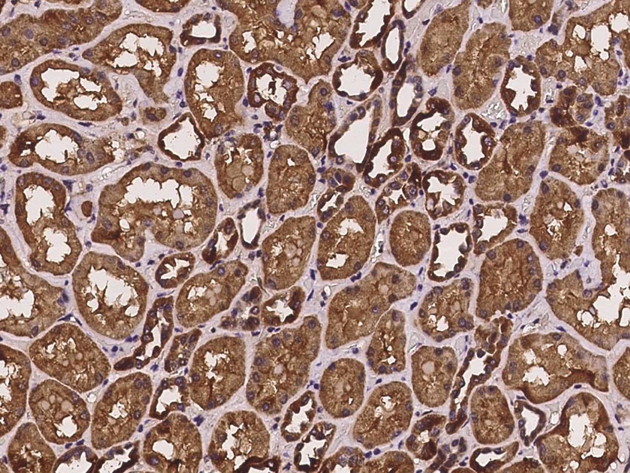 Paralemmin / PALM Antibody