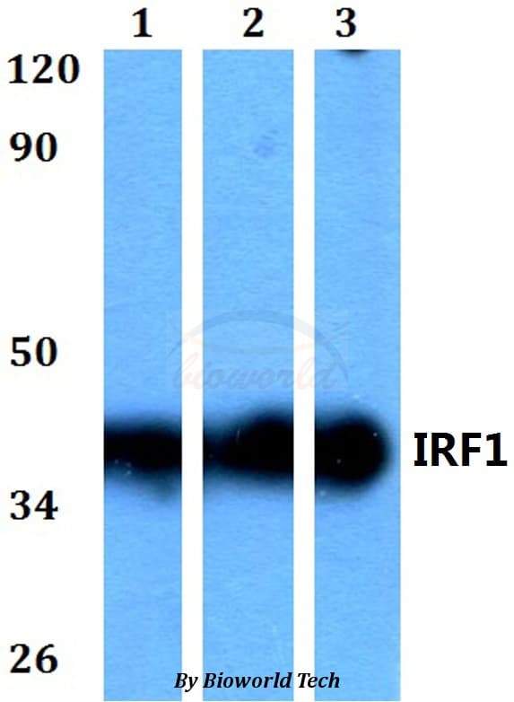IRF1 / MAR Antibody
