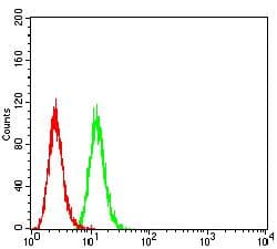PRKAB2 / AMPK Beta 2 Antibody (clone 7A8C3)