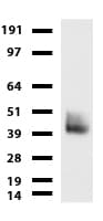 PROCR / EPCR Antibody (aa1-210, clone UMAB201, Carrier-free)