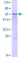 Human CD86 Protein (Recombinant GST)