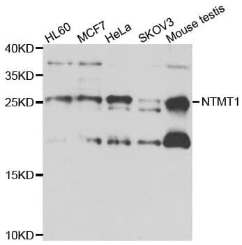 NTMT1 / C9orf32 Antibody