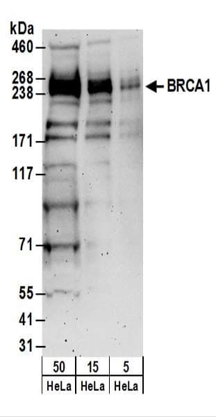 BRCA1 Antibody (aa250-300)