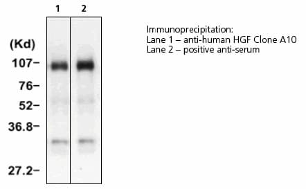HGF / Hepatocyte Growth Factor Antibody (clone A10)