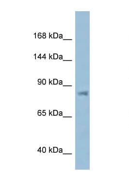 KPNB1 / Importin Beta Antibody (aa144-193)
