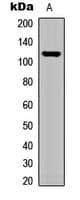 ADGRF3 / GPR113 Antibody (N-Terminus)
