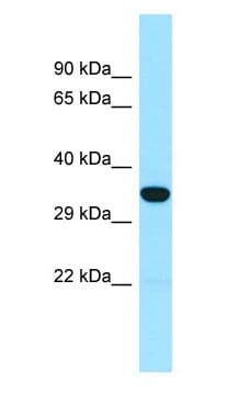 SNX15 Antibody (aa56-105)
