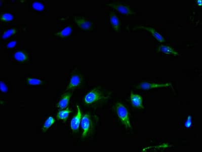 GJA4 / CX37 / Connexin 37 Antibody