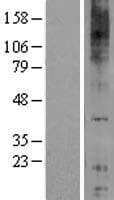 GPR84 Protein (Over-Expression Lysate Myc-DDK (Flag))