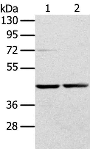 RRAGA Antibody