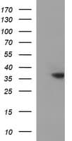 TOLLIP Antibody (clone OTI1D1, Carrier-free)