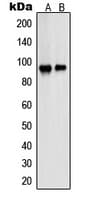PSMD2 Antibody (N-Terminus)