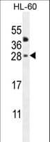 CLEC2A Antibody (aa79-107)
