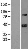 DNAJB11 Protein (Over-Expression Lysate Myc-DDK (Flag))