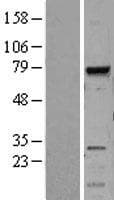MELK Protein (Over-Expression Lysate Myc-DDK (Flag))