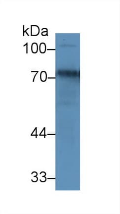 TF / Transferrin Antibody (aa360-683)