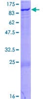Human ZNF175 Protein (Recombinant GST)