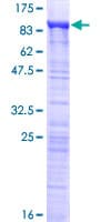 Human MED26 / CRSP7 Protein (Recombinant GST)