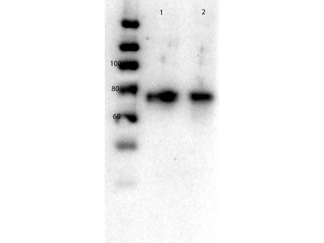SLC2A2 / GLUT2 Antibody (C-Terminus)