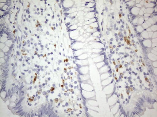 ZNF217 Antibody (aa730-1048, clone OTI2B4)