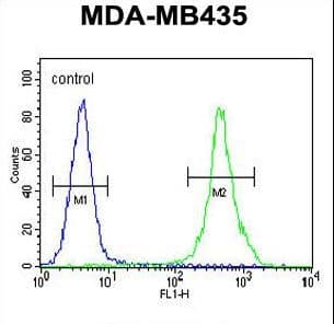 ZEB2 / SIP-1 Antibody (aa1078-1105)