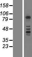 PCDHB3 Protein (Over-Expression Lysate Myc-DDK (Flag))