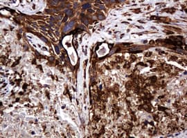 POGK Antibody (clone OTI6D5, Carrier-free)