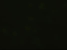 EPCAM Antibody (clone OTI2G1)