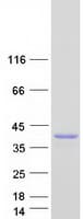 Human GAS2 Protein (Recombinant Myc-DDK (Flag))
