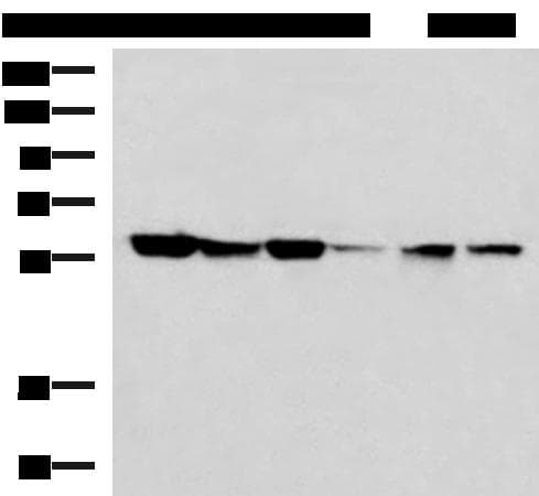 FKBP4 / FKBP52 Antibody