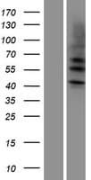 KRT4 / CK4 / Cytokeratin 4 Protein (Over-Expression Lysate Myc-DDK (Flag))