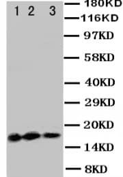 IL3 Antibody (aa119-140)