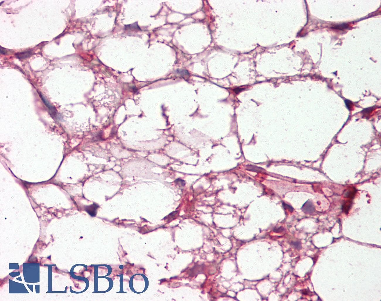 IHC-plus™ Complement C3c Antibody