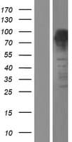 FOXP4 Protein (Over-Expression Lysate Myc-DDK (Flag))