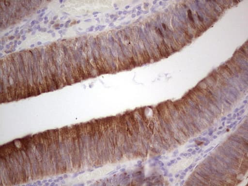 PYDC1 Antibody (clone OTI9E12)