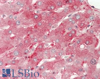 NRP1 / Neuropilin 1 Antibody (aa646-814)