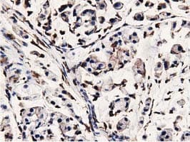 MICAL1 / MICAL Antibody (clone OTI4B1, Carrier-free)