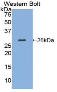 AIFM1 / AIF / PDCD8 Antibody (aa103-322)