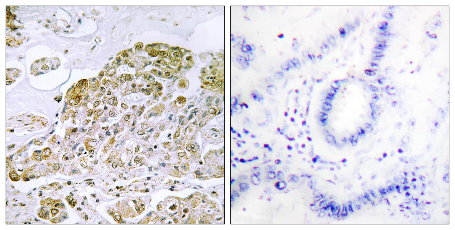 TFEB Antibody (aa10-59)