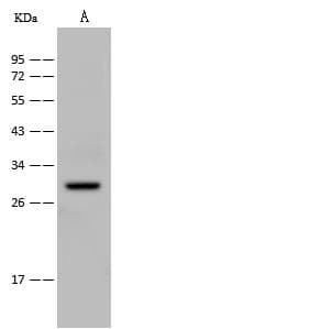 SAP30 Antibody