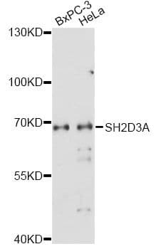 Polyclonal Rabbit anti-Human SH2D3A / NSP1 Antibody (WB)
