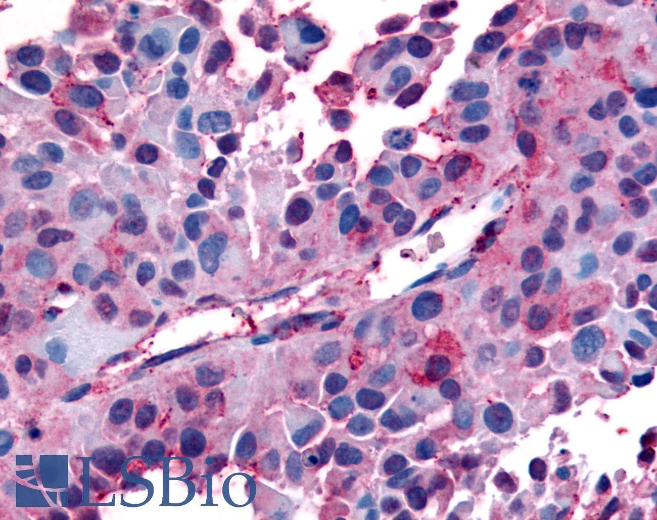 PathPlus™ AVPR1B Antibody (C-Terminus)